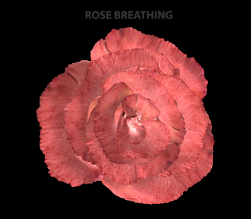 3D computer animation Maya rendermRose Breathing 3D computer animation with stereo sound,  a synthetic rose breathes with human like respirations, Maya and Renderman