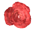 Rose Breathing 3D computer animation with sound